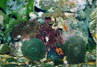 Anémona de disco (Actinodiscus sp.)