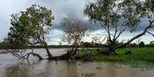 Kakadu en época de lluvias, Australia