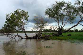 Kakadu en época de lluvias, Australia