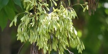 Fresno de hoja ancha - Fruto (Fraxinus excelsior)