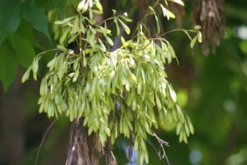 Fresno de hoja ancha - Fruto (Fraxinus excelsior)