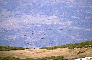 Buitre leonado (Gyps fulvus)