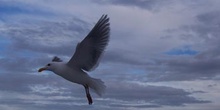 Gaviota, Parque de las Islas del Golfo, Victoria