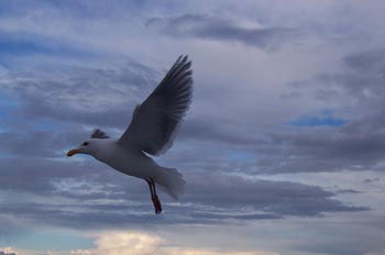 Gaviota, Parque de las Islas del Golfo, Victoria