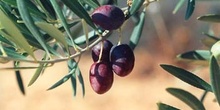 Olivo - Fruto (Olea europaea)