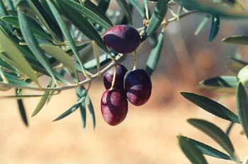 Olivo - Fruto (Olea europaea)
