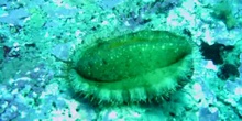 Oreja de mar (Haliotis tuberculata)