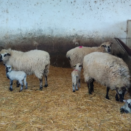 Albergue 5º- 2º día 22