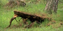 Pino resinero - Agresión (Pinus pinea)