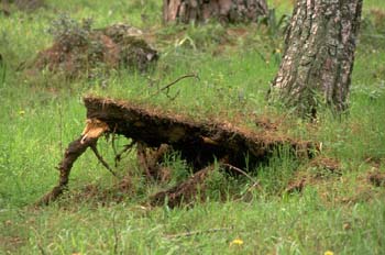 Pino resinero - Agresión (Pinus pinea)