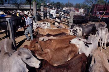 Feria de ganado de Zaachila, México