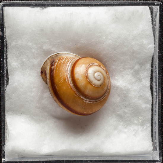 IES_ISABELLACATOLICA_BIOLOGIA_375