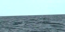 Ballena jorobada 2 (Megaptera novaeangliae)