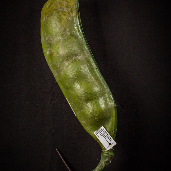 IES_ISABELLACATOLICA_BIOLOGIA_179