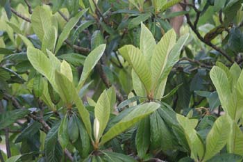 Níspero de Japón (Eriobotrya japonica)