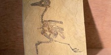 Gallinácea (Aves) Eoceno