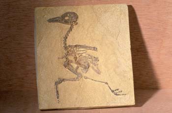 Gallinácea (Aves) Eoceno
