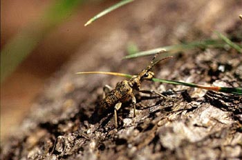 Rhagium sycophanta