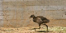 Polla de agua (Gallina chloropus)