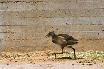 Polla de agua (Gallina chloropus)