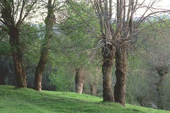 Fresno de hoja estrecha - Bosque (Fraxinus angustifolia)