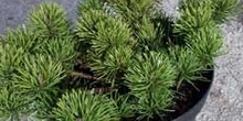 Pinus mugho