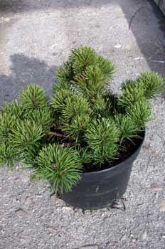 Pinus mugho