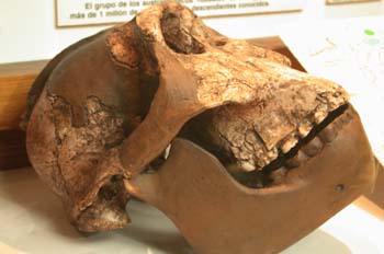 Australopithecus bisei (Mamíferos) Pleistoceno