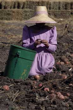 Cultivo de patatas