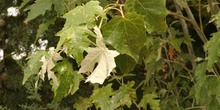 álamo blanco - Hojas (Populus alba)