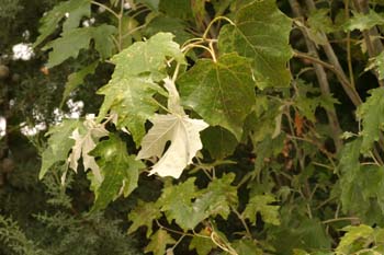 álamo blanco - Hojas (Populus alba)