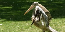 Pelícano gris (Pelecanus rifescens)