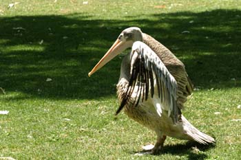 Pelícano gris (Pelecanus rifescens)