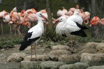 Cigueñas blancas y flamencos