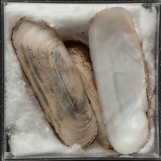 IES_ISABELLACATOLICA_BIOLOGIA_453