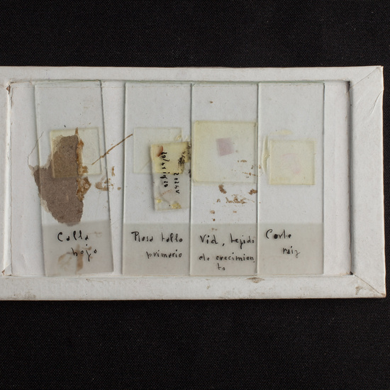 IES_ISABELLACATOLICA_BIOLOGIA_223