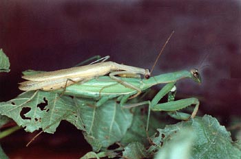 Santa Teresa (Mantis religiosa)
