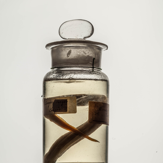 IES_CARDENALCISNEROS_CIENCIASNATURALES_119