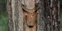 Pino resinero - Tronco (Pinus pinaster)