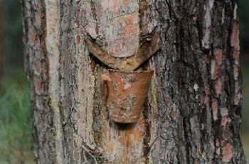 Pino resinero - Tronco (Pinus pinaster)