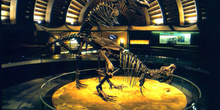 Vista de conjunto con pareja copulando de Tyrannosaurus rex (Din