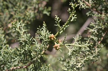 Ciprés - Hojas (Cupressus sempervivens)