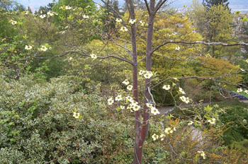 Parque de la reina Elizabeth, Vancouver