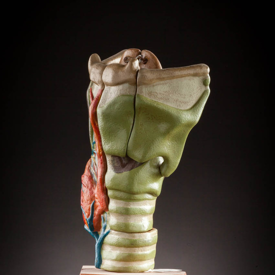 IES_ISABELLACATOLICA_ANATOMIA_041