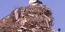 Cigüeña blanca (Ciconia ciconia)