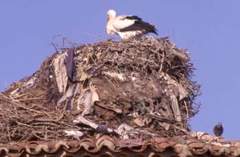 Cigüeña blanca (Ciconia ciconia)