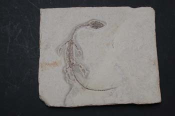 Hyphalosaurus lingyuanensis (Reptil) Jurásico