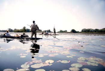 Nenúfares y chalupas en el Delta del Okawango, Botswana