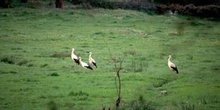 Cigüeña blanca (Ciconia ciconia)