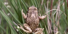 Sapo partero común (Alytes obstetricans)